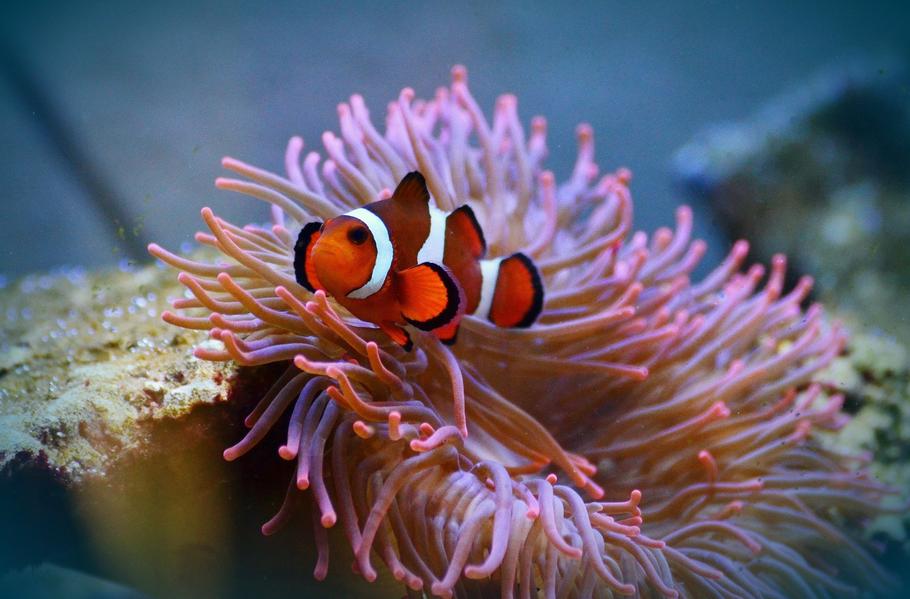 Reef-Aquariums-Is-Bigger-Really-Better-e8qpqtx7h1c0sw4wkkk4gk0gs-910
