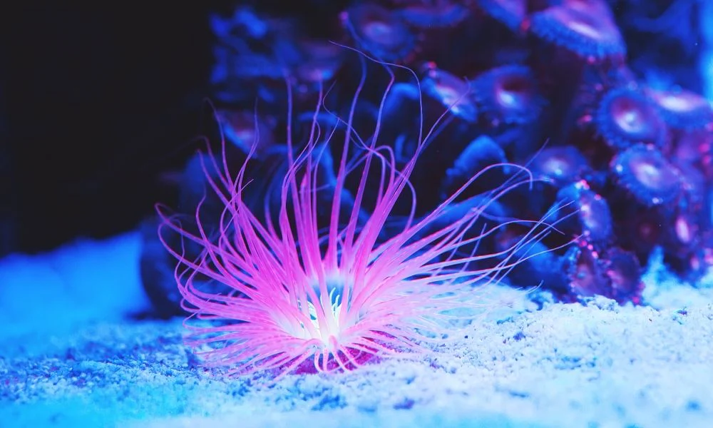 Tips_for_Changing_the_Water_in_Your_Saltwater_Aquarium