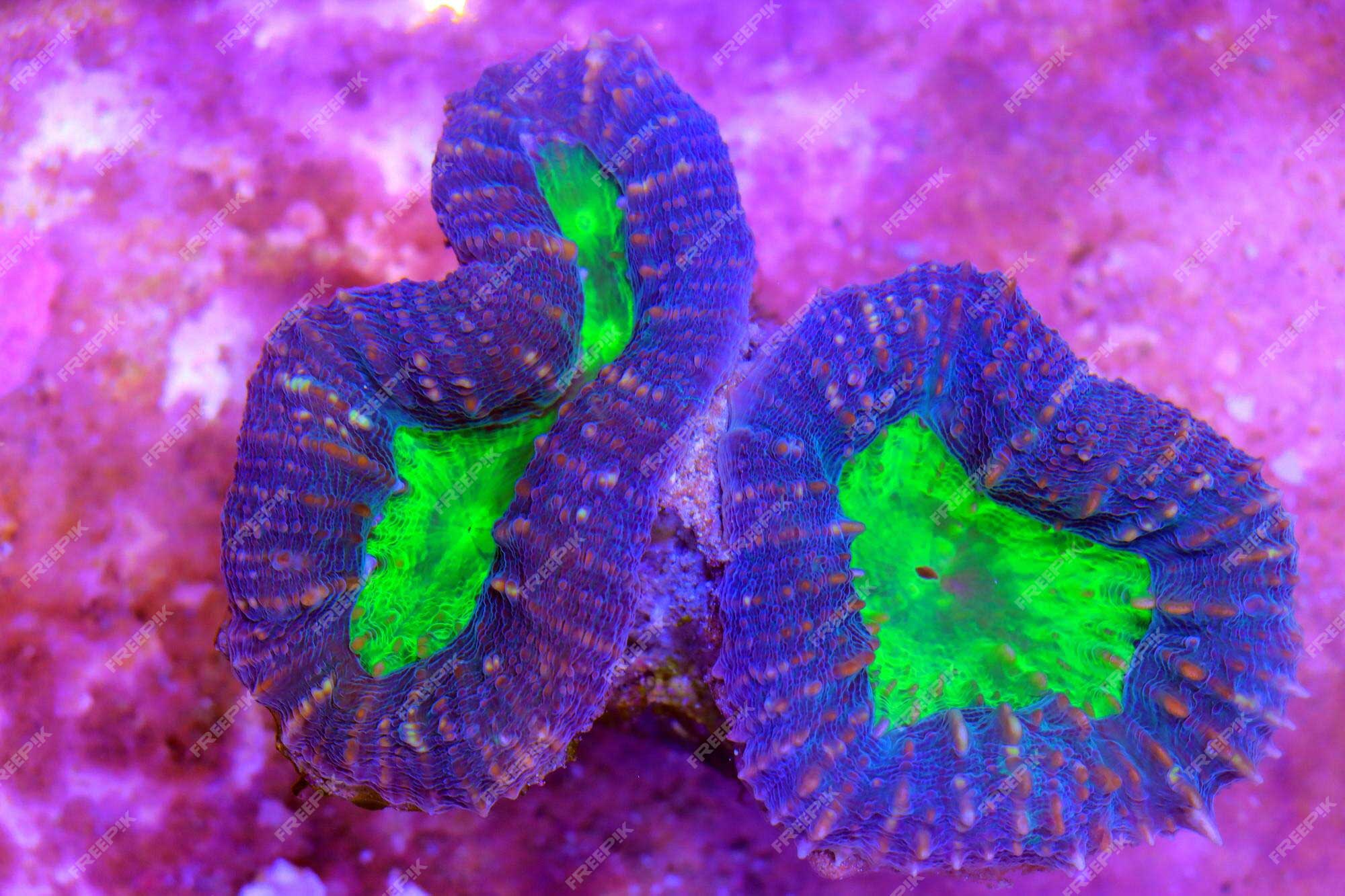 lobophyllia-sp-large-polyps-stony-coral-reef-aquarium-tank_755933-370